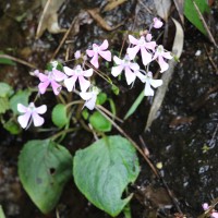 Impatiens acaulis Arn.